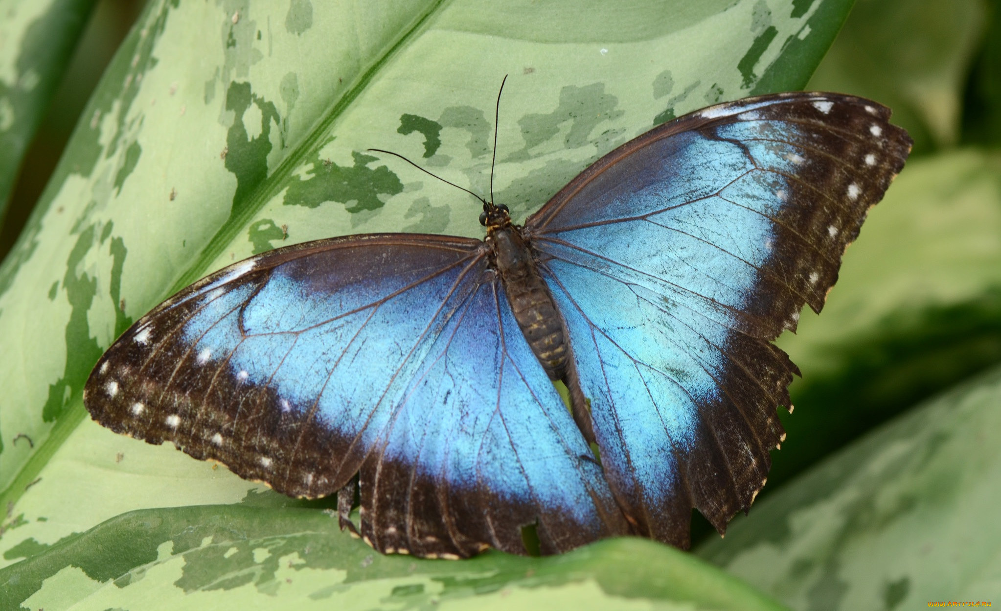 Бабочки Индии